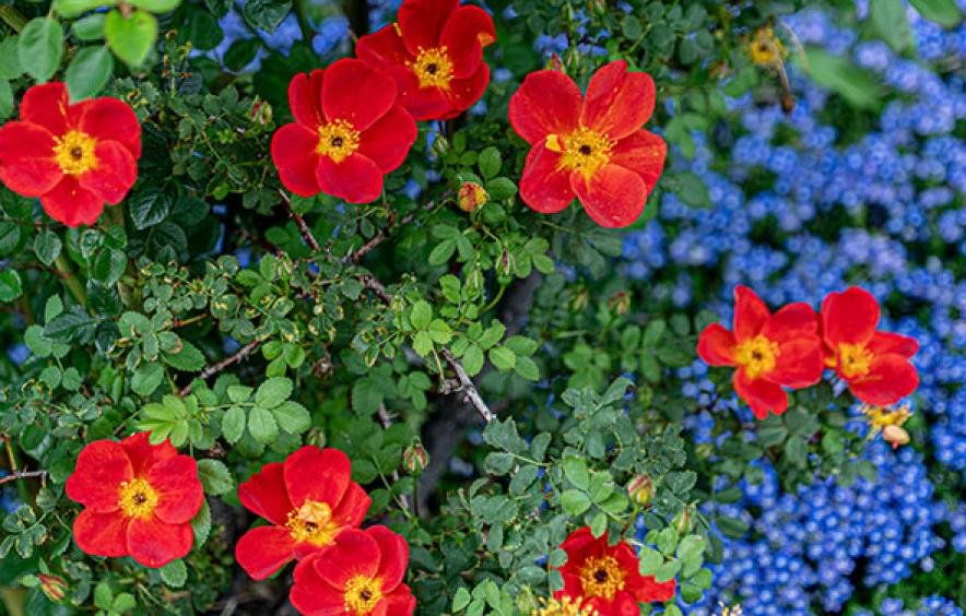 flowers